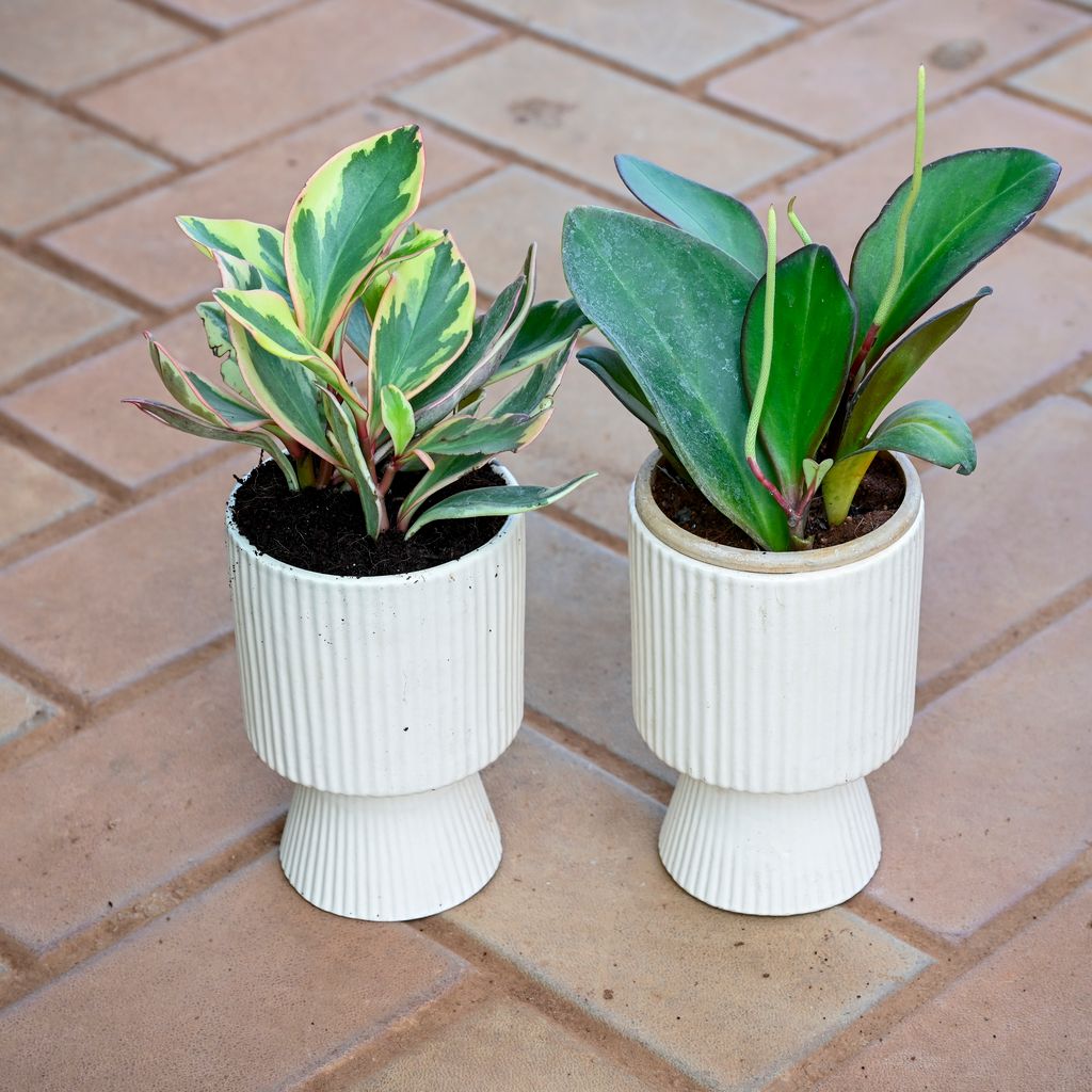 Set of 2 - Peperomia Vareigated (Pink & Red) in 5 Inch Classy White Hourglass Designer Ceramic Pot Set of 2 - Peperomia Vareigated (Pink & Red) in 5 Inch Classy White Hourglass Designer Ceramic Pot