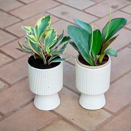 Set of 2 - Peperomia Vareigated (Pink & Red) in 5 Inch Classy White Hourglass Designer Ceramic Pot