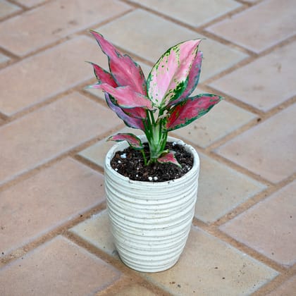 Aglaonema Wishes in 5 Inch Classy White Glass Designer Ceramic Pot (any design)