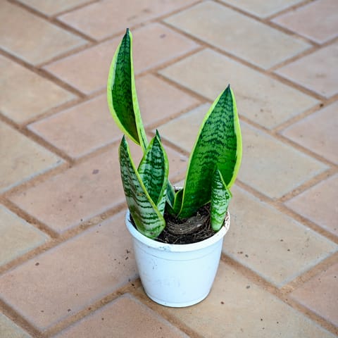 Snake Golden Dwarf in 4 Inch Nursery Pot