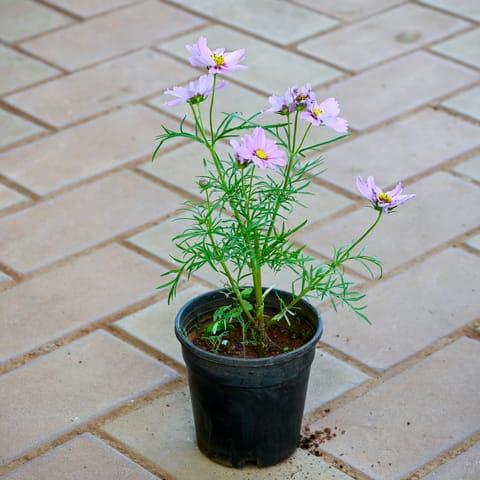 Cosmos (any colour) in 4 Inch Nursery Pot