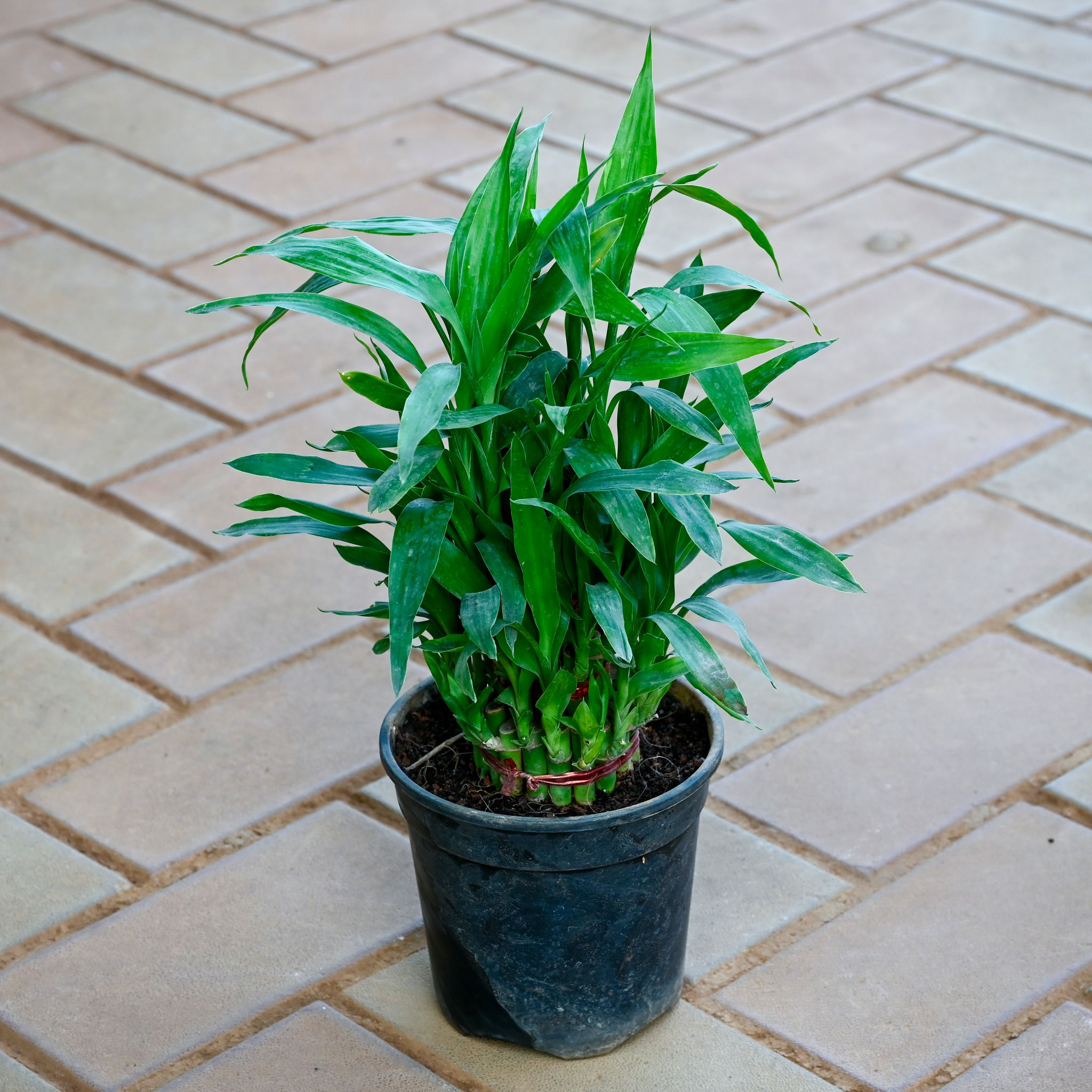 3 Layer Lucky Soil Bamboo in 4 Inch Nursery Pot