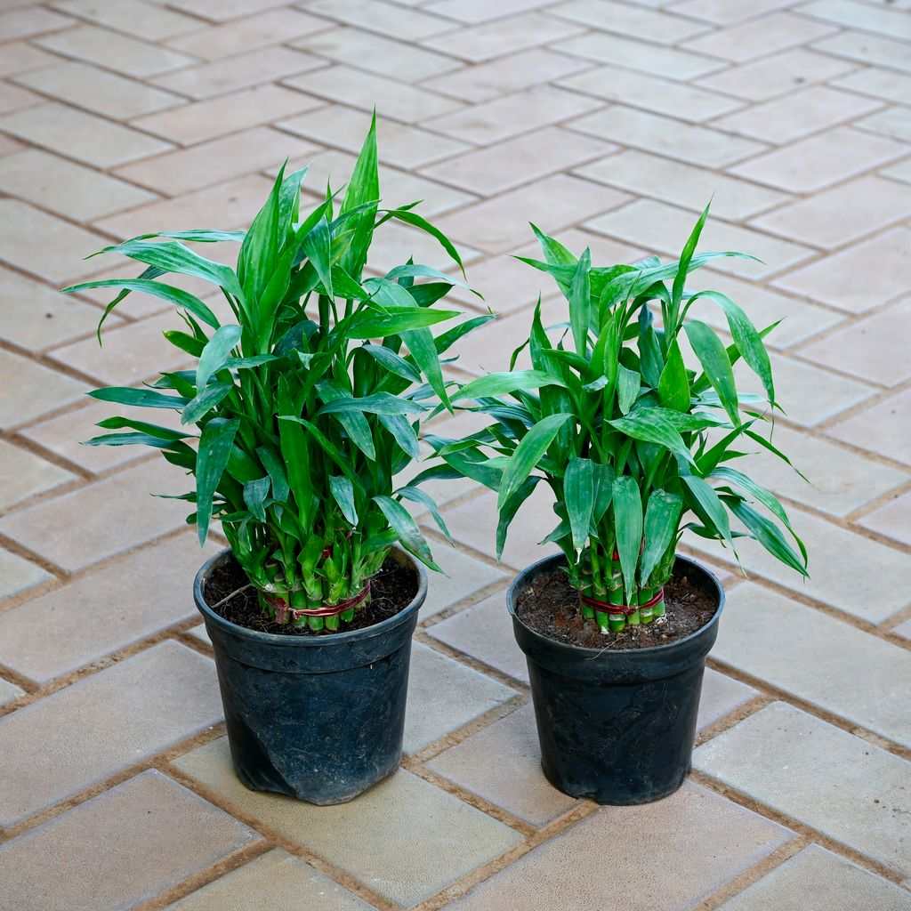 Set of 2 - Lucky Bamboo (2 Layer & 3 Layer) in 4 Inch Nursery Pot