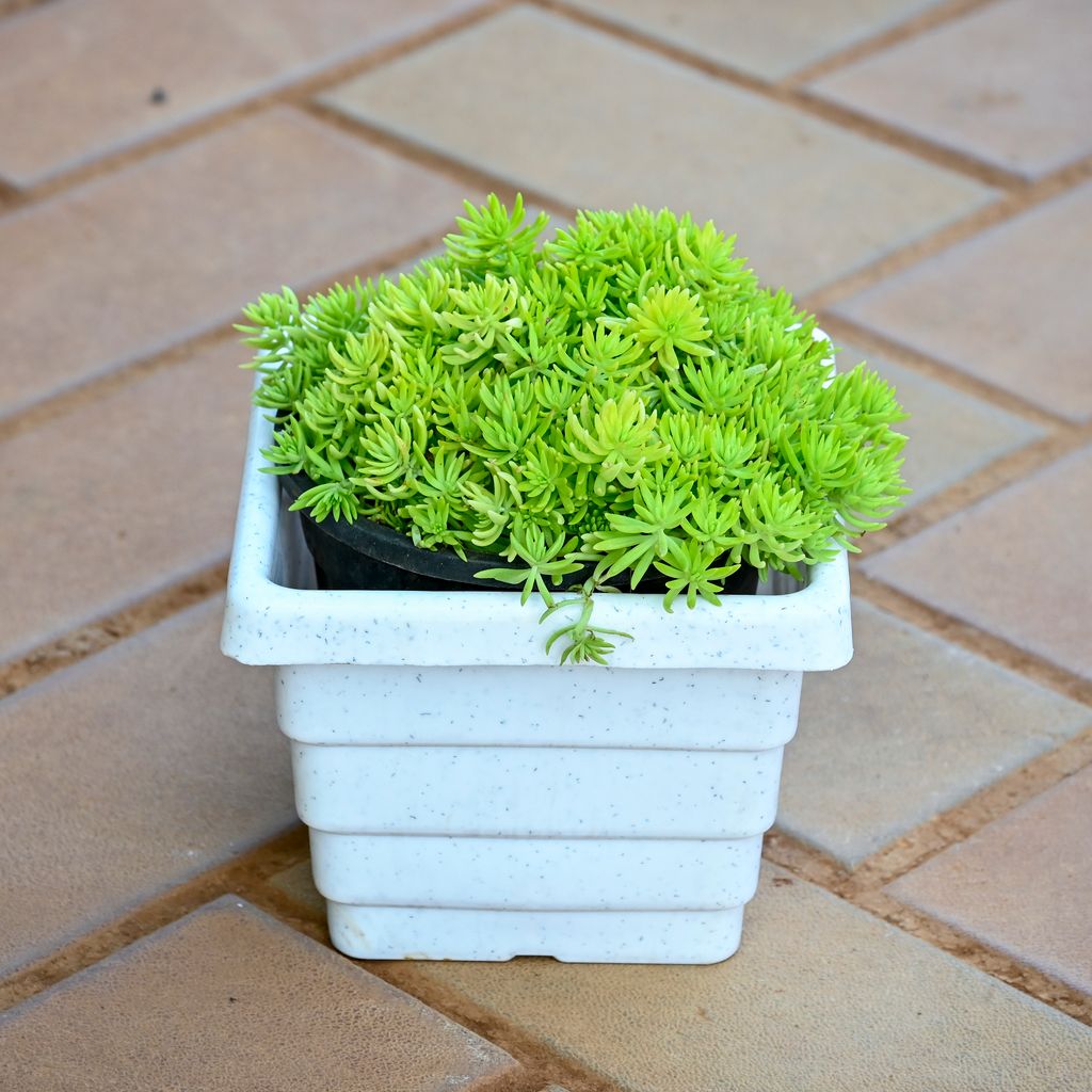 Sedum Yellow in 4 Inch White Premium Orchid Square Plastic Pot Sedum Yellow in 4 Inch White Premium Orchid Square Plastic Pot