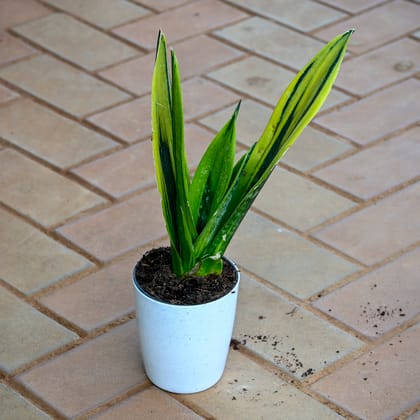 Snake Yellow Vareigated in 5 Inch White Sphere Plastic Pot