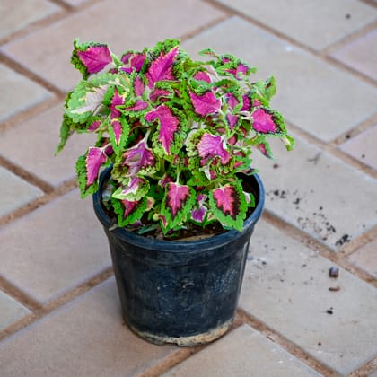Coleus Pink (any design) in 4 Inch Nursery Pot