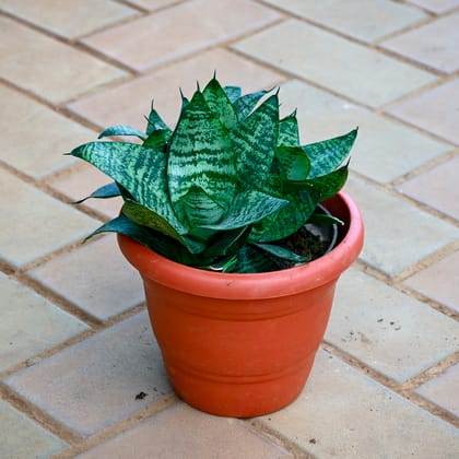Snake Dwarf Green in 7 Inch Classy Red Plastic Pot?