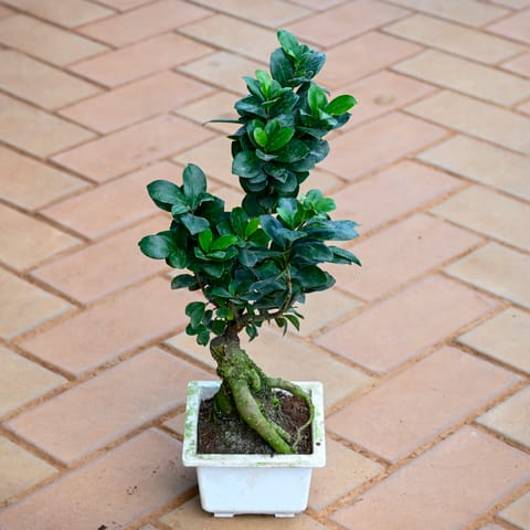 Ficus Bonsai ( ~ 1 Ft) in 5 Inch Nursery Pot