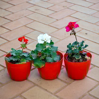 Set of 3 - Geranium (Orange, White & Pink) in 5 Inch Red Premium Orchid Round Plastic Pot