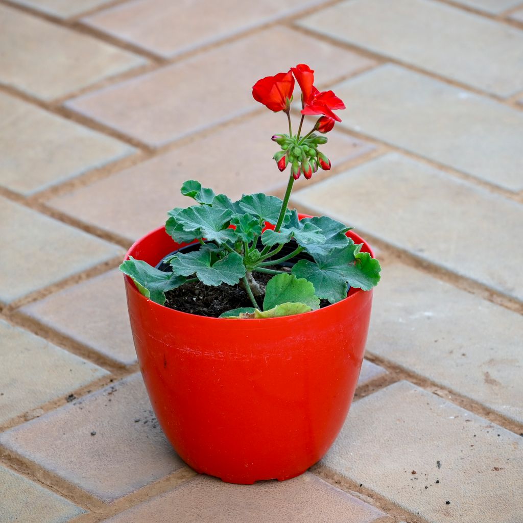 Geranium Orange in 5 Inch Red Premium Orchid Round Plastic Pot Geranium Orange in 5 Inch Red Premium Orchid Round Plastic Pot