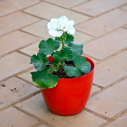Geranium White in 5 Inch Red Premium Orchid Round Plastic Pot