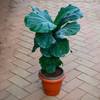 Fiddle Leaf Fig / Ficus Lyrata ( ~ 2 Ft) in 9 Inch Classy Red Plastic Pot