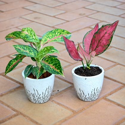 Set of 2 - Aglaonema (Anyanmanee & Green Papaya) in 5 Inch White Cup Grassline Ceramic Pot (any design)