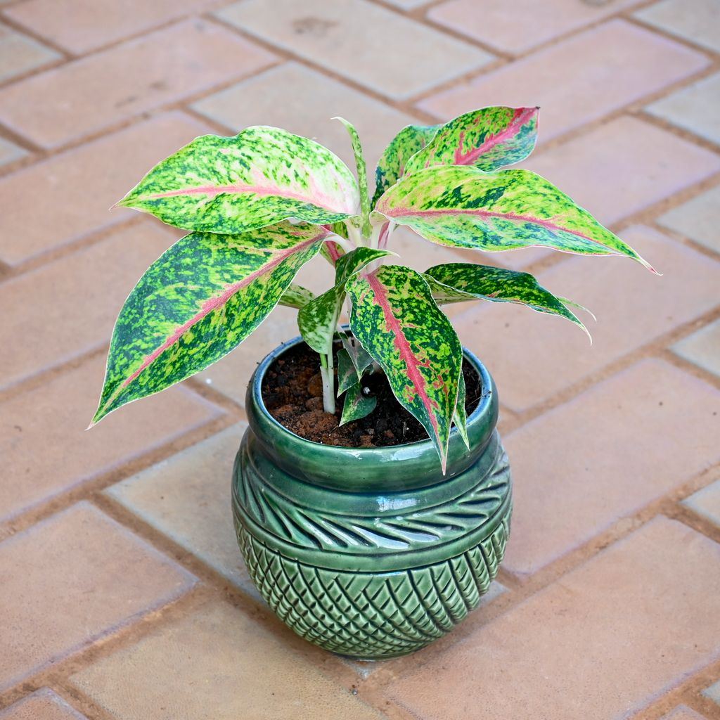 Aglaonema Green Papaya in 5 Inch Green Matki Textured Ceramic Pot