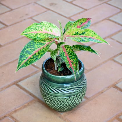 Aglaonema Green Papaya in 5 Inch Green Matki Textured Ceramic Pot