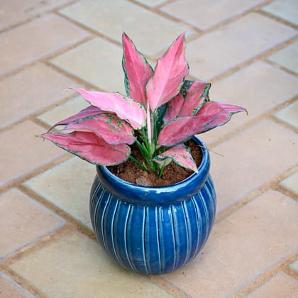 Aglaonema Anyanmanee in 5 Inch Blue Mosaic Matki Ceramic pot