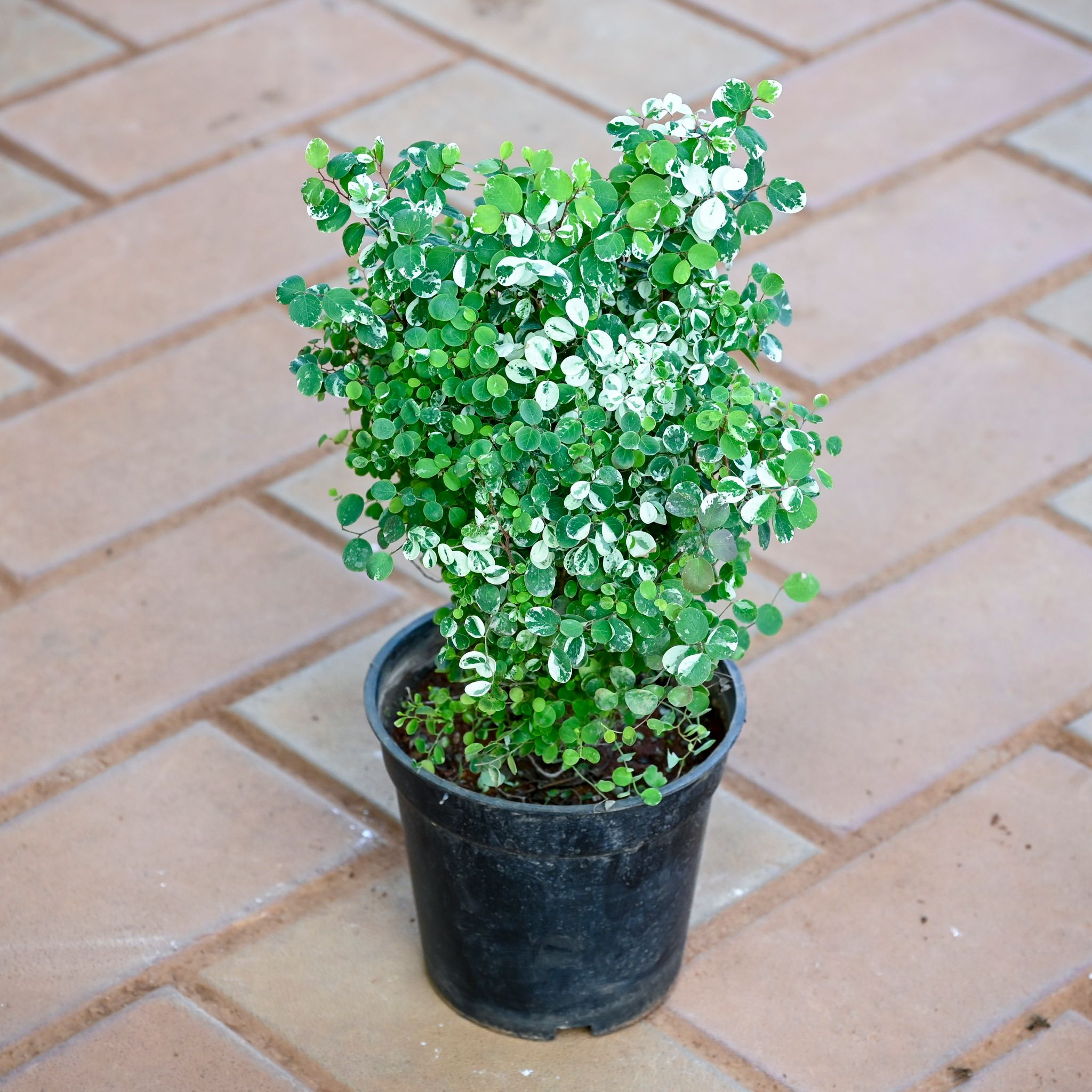 Vishnu Bush in 5 Inch Nursery Pot