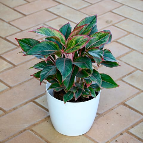 Aglaonema Lipstick in 7 Inch White Sphere Plastic Pot
