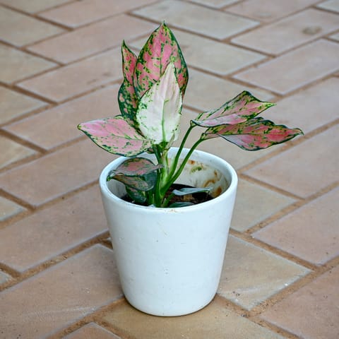 Aglaonema Pink Dalmatian in 6 Inch White Ceramic Pot