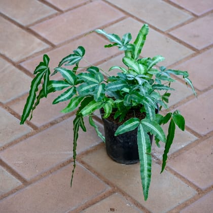 Pteris Cretica in 4 Inch Nursery Pot