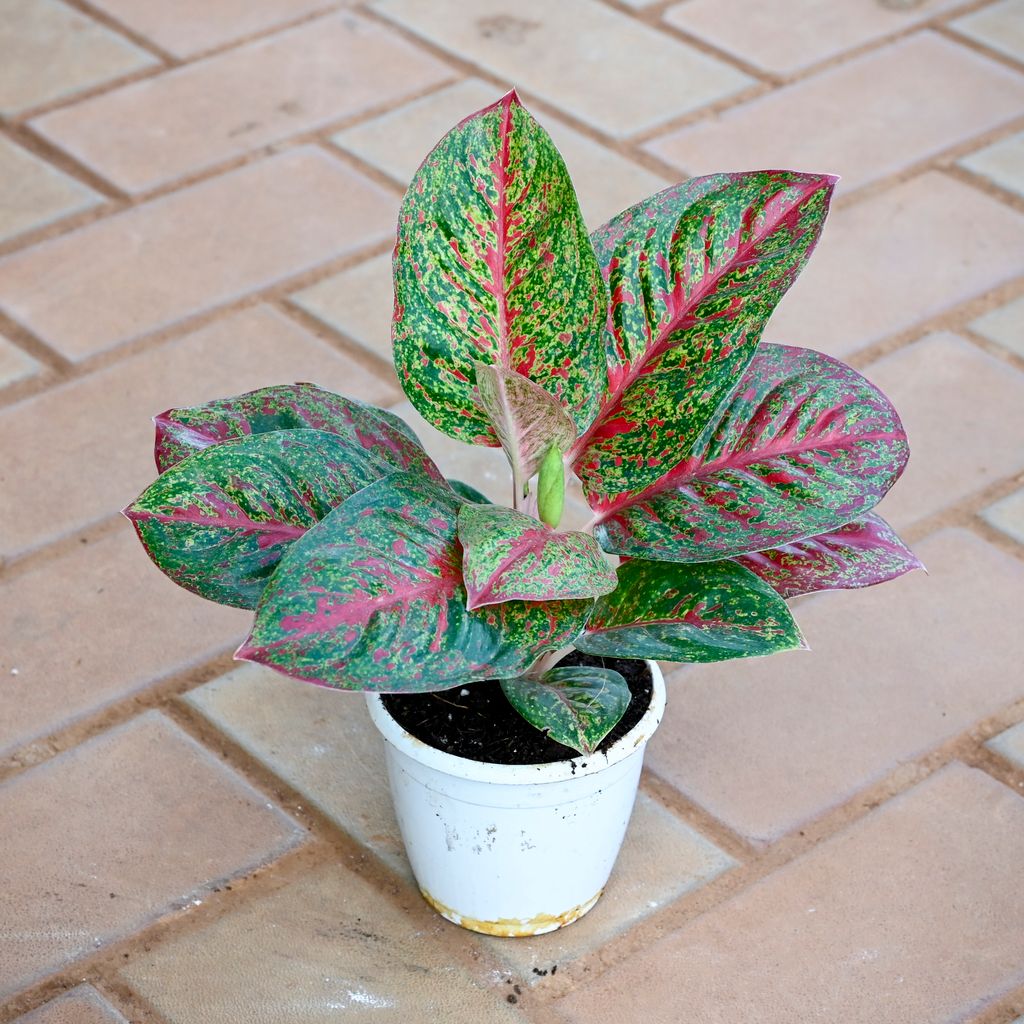 Aglaonema Blood Mary in 4 Inch Nursery Pot Aglaonema Blood Mary in 4 Inch Nursery Pot