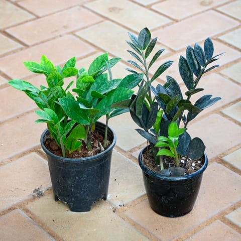 Set of 2 - Zz (Black & Green) in 4 Inch Nursery Pot