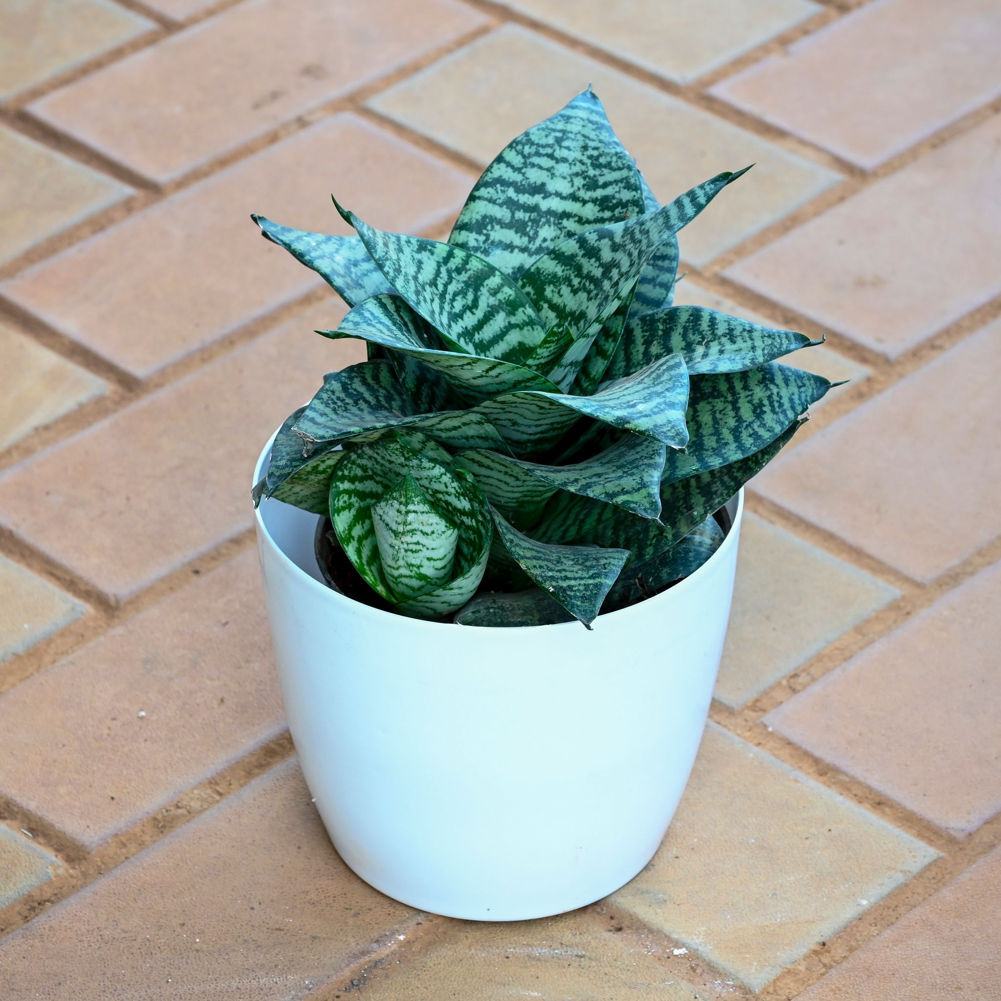 Snake Plant Green in 7 Inch White Sphere Plastic Pot