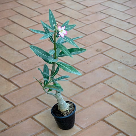 Adenium Any Colour ( ~ 1 Ft) in 4 Inch Nursery Pot