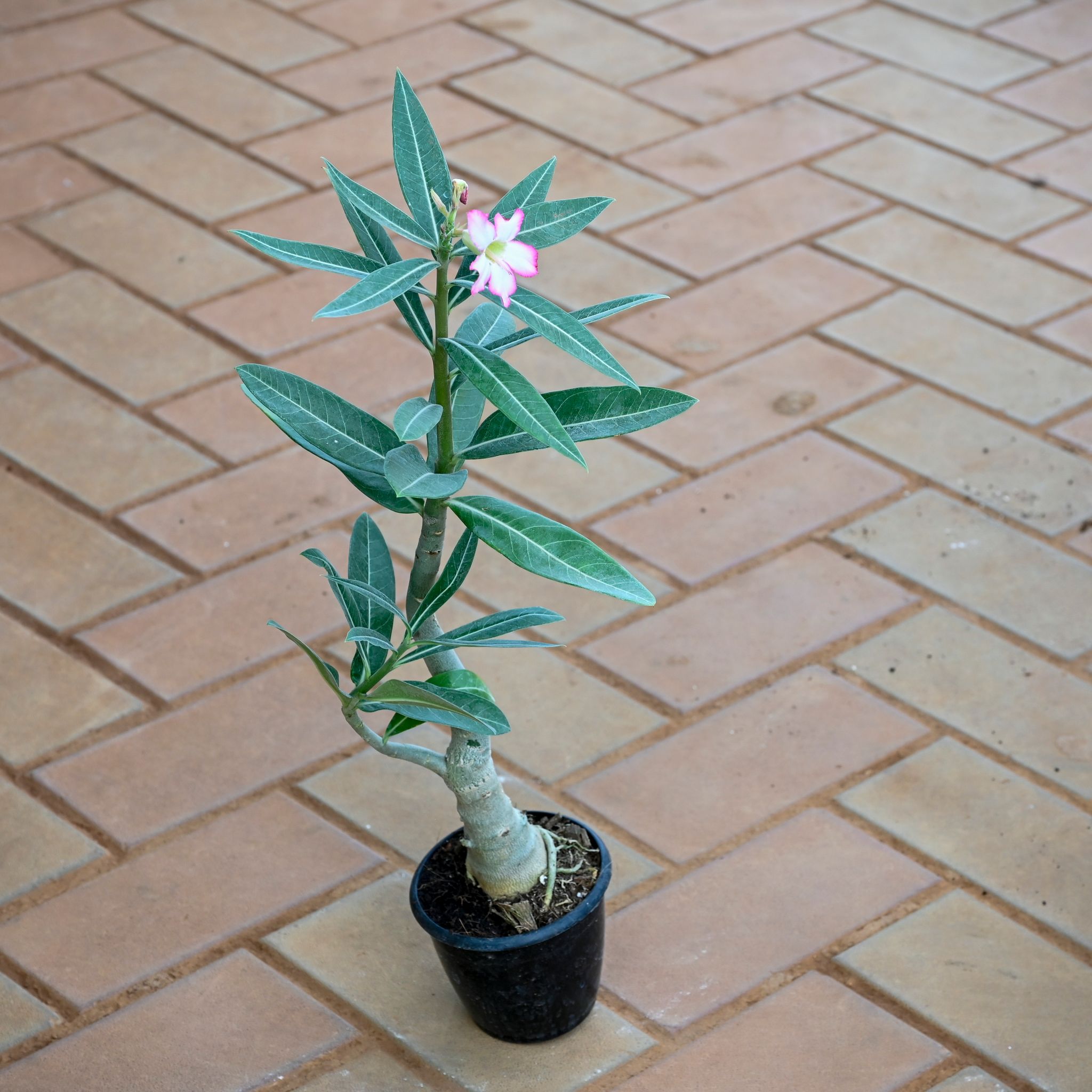 Adenium Any Colour ( ~ 1 Ft) in 4 Inch Nursery Pot