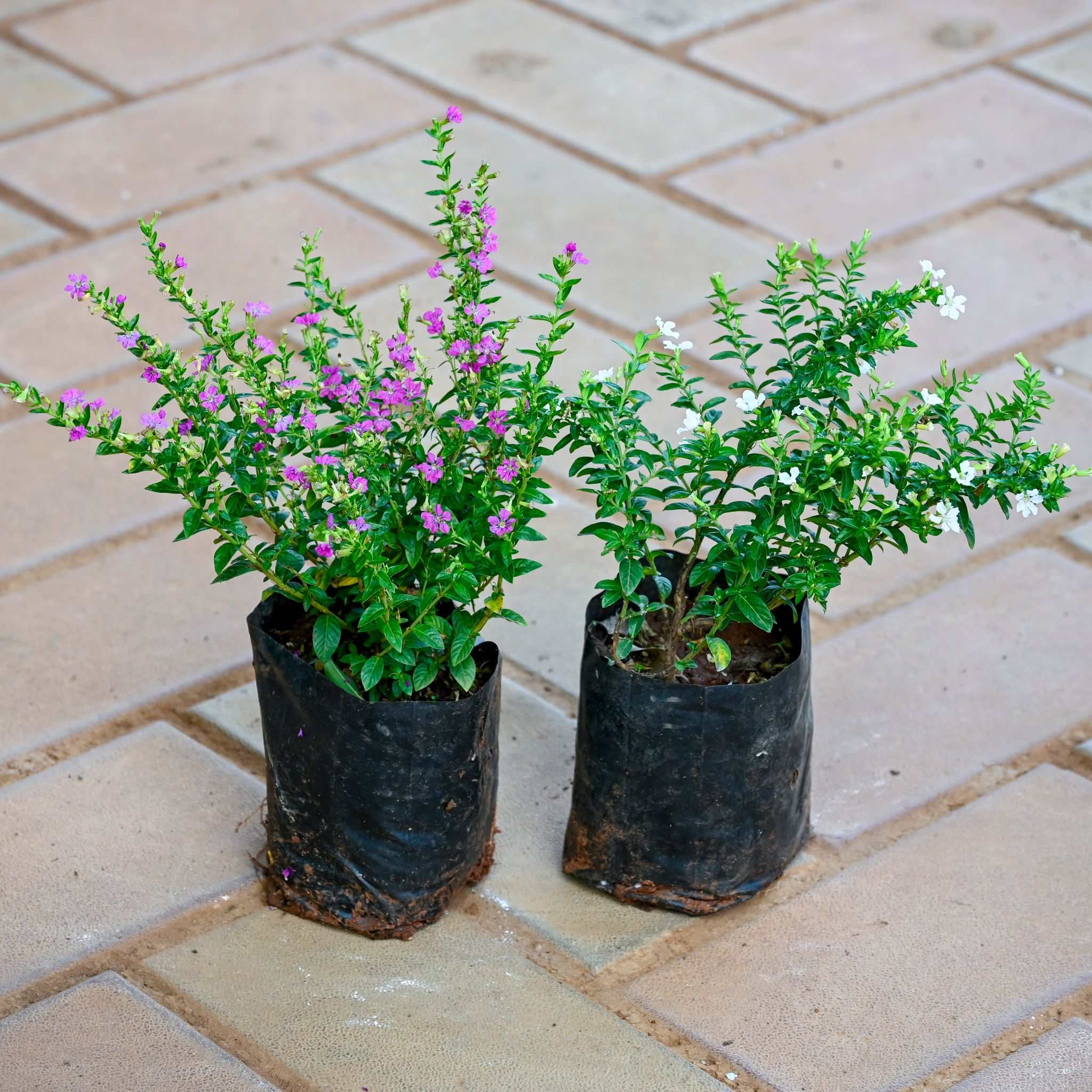 Set of 2 - Cuphea / False Heather (Pink & White) in 4 Inch Nursery bag