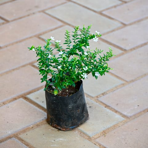 Cuphea White / False Heather in 4 Inch Nursery bag