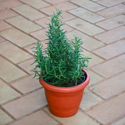 Rosemary in 7 Inch Classy Red Plastic Pot