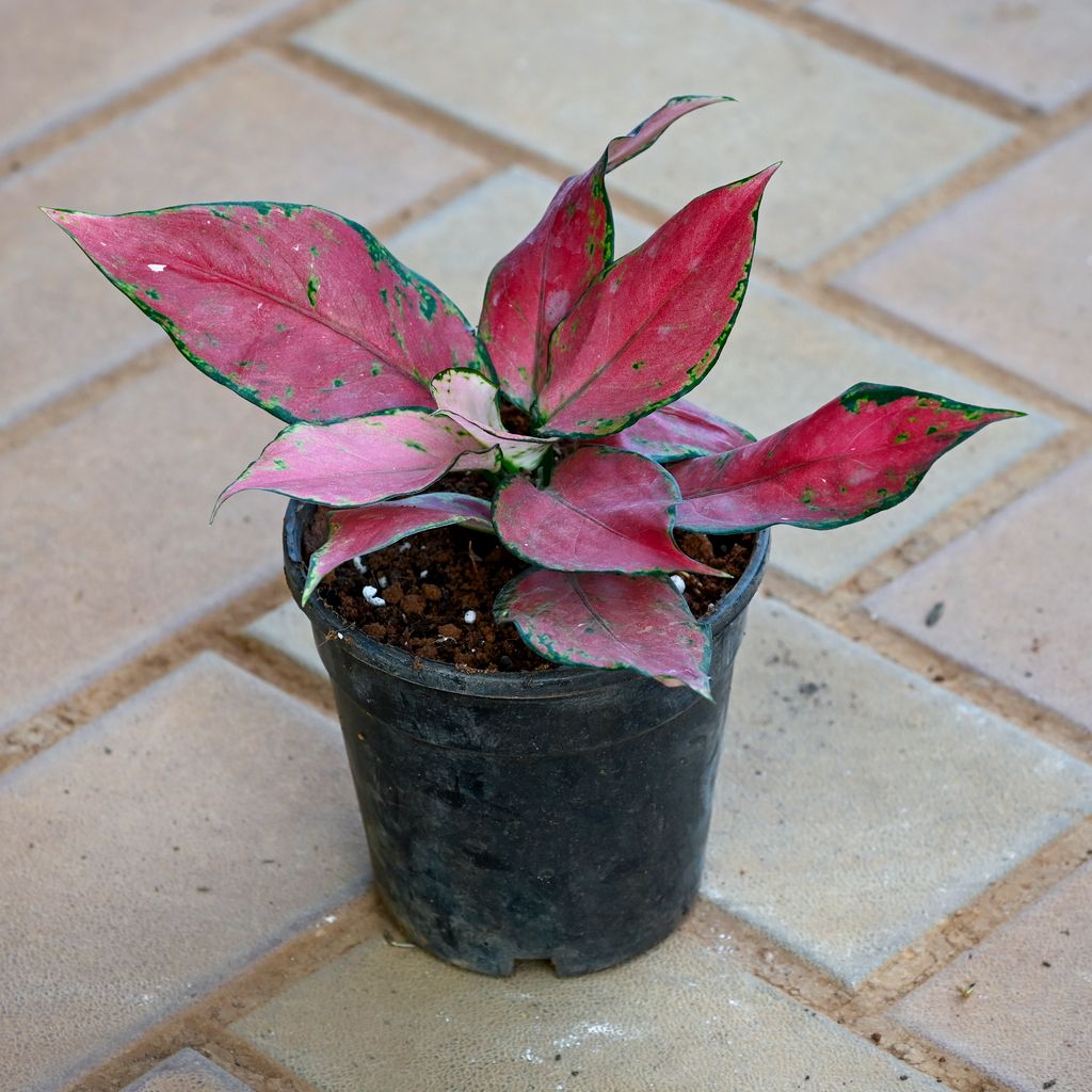Aglaonema Red Dalmatian in 4 Inch Nursery Pot Aglaonema Red Dalmatian in 4 Inch Nursery Pot