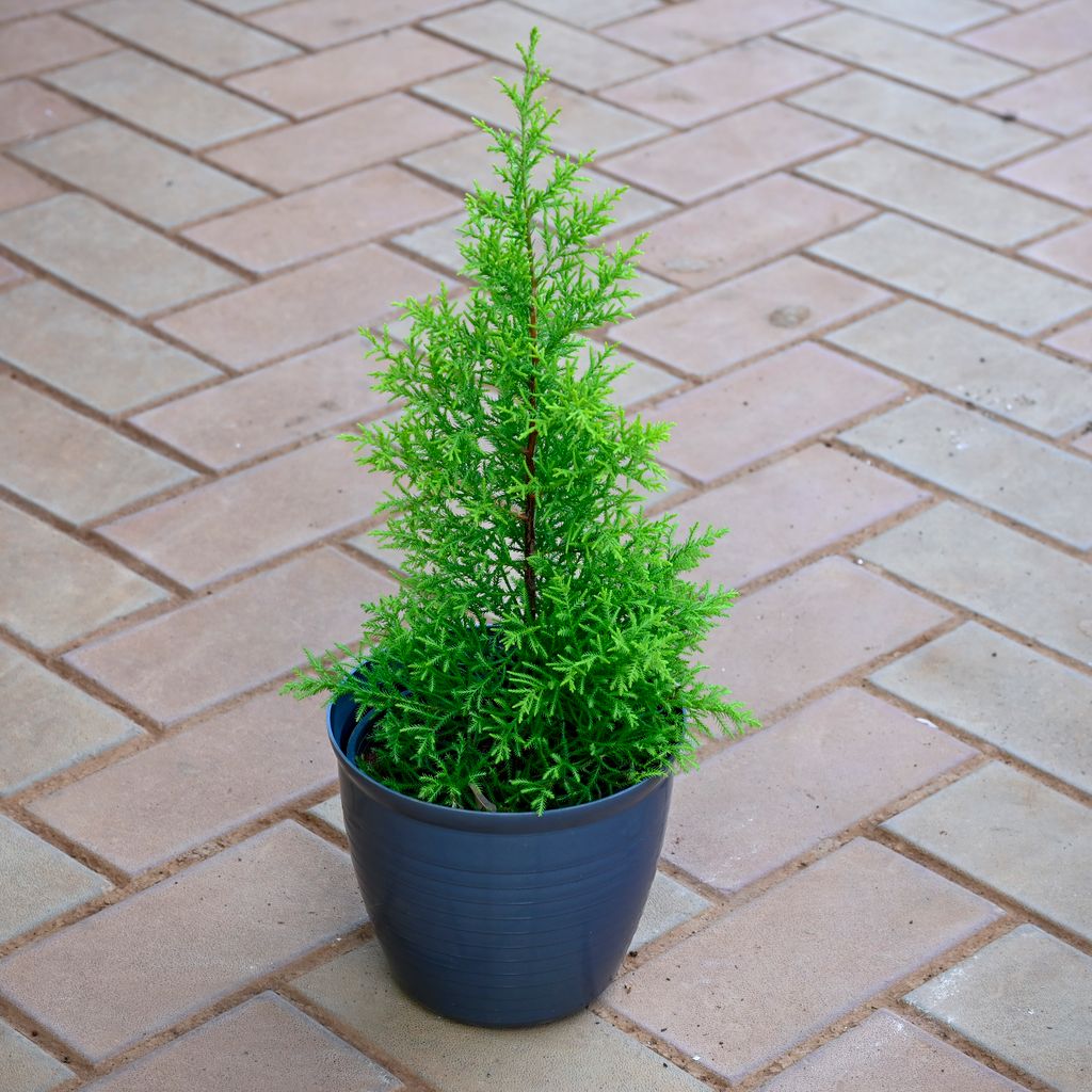 Golden Cypress ( ~ 1 Ft) in 7 Inch Grey Premium Milo Round Plastic Pot Golden Cypress ( ~ 1 Ft) in 7 Inch Grey Premium Milo Round Plastic Pot