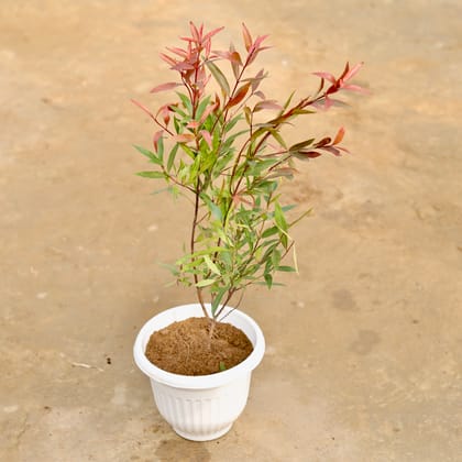 Buy Syzygium / Christina Ficus Red in 8 Inch White Olive Plastic Pot Online | Urvann.com