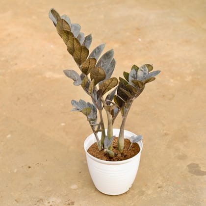 Buy Zz Black (~ 2 Ft) in 08 Inch White Marble Premium Milo Round Plastic Pot Online | Urvann.com