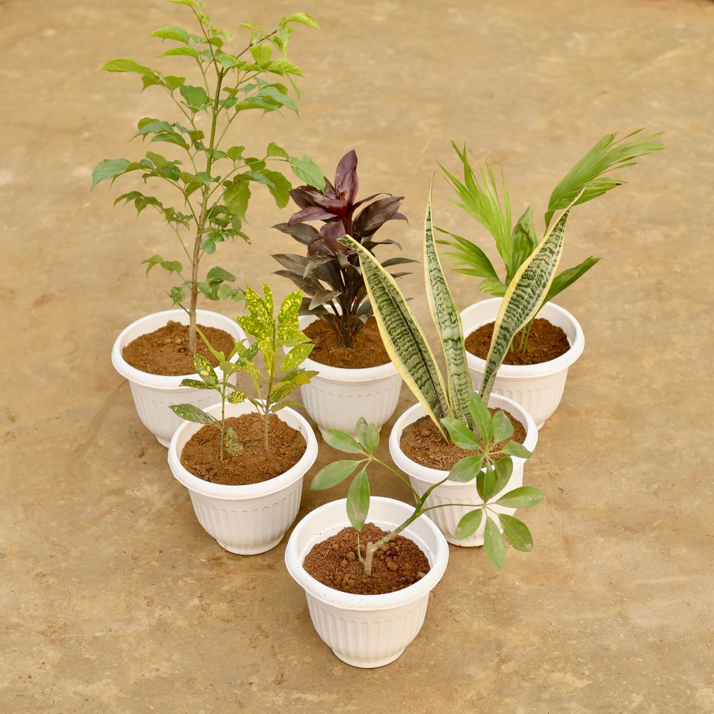Buy Set of 6 - Radermachera China Doll (~ 2 Ft), Dracaena Crimson Crush, China Palm, Baby Croton, Snake Yellow & Schefflera Green in 8 Inch White Olive Plastic Pot Online | Urvann.com Balcony Special - Set of 6 - Radermachera China Doll (~ 2 Ft), Dracaena Crimson Crush, China Palm, Baby Croton, Snake Yellow & Schefflera Green in 8 Inch White Olive Plastic Pot