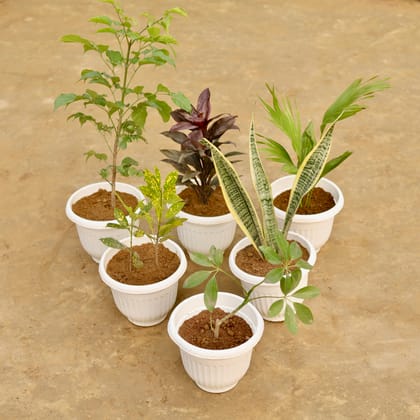 Buy Set of 6 - Radermachera China Doll (~ 2 Ft), Dracaena Crimson Crush, China Palm, Baby Croton, Snake Yellow & Schefflera Green in 8 Inch White Olive Plastic Pot Online | Urvann.com