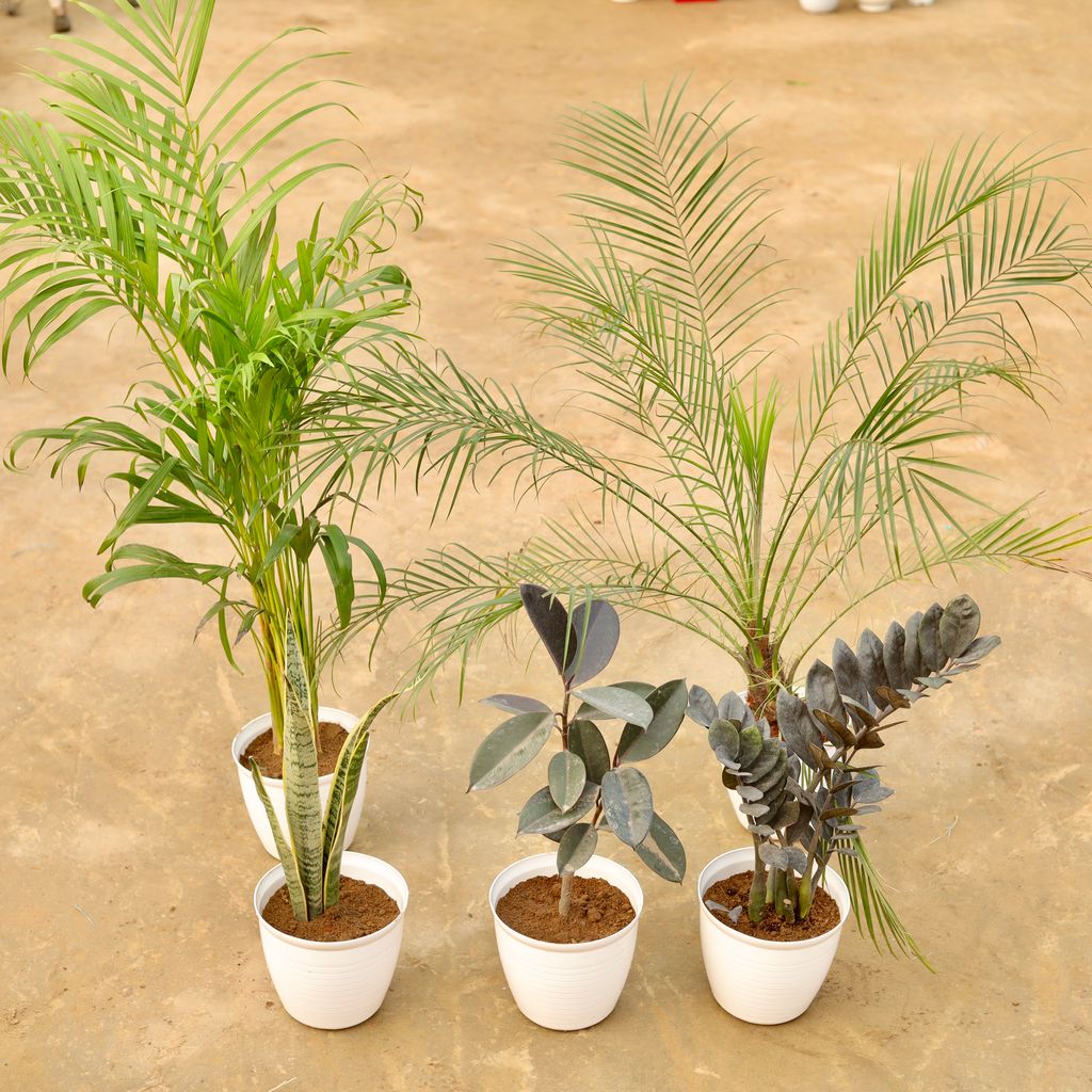 Buy Set of 5 - Areca (~ 2.5 Ft), Phoenix Palm (~ 2.5 Ft), Snake Yellow(~ 1 FT), Zz Black (~ 1.5 Ft) & Rubber (~ 1 Ft) in 08 Inch White Marble Premium Milo Round Plastic Pot Online | Urvann.com Indoor Corner Special - Set of 5 - Areca (~ 2.5 Ft), Phoenix Palm (~ 2.5 Ft), Snake Yellow(~ 1 FT), Zz Black (~ 1.5 Ft) & Rubber (~ 1 Ft) in 08 Inch White Marble Premium Milo Round Plastic Pot
