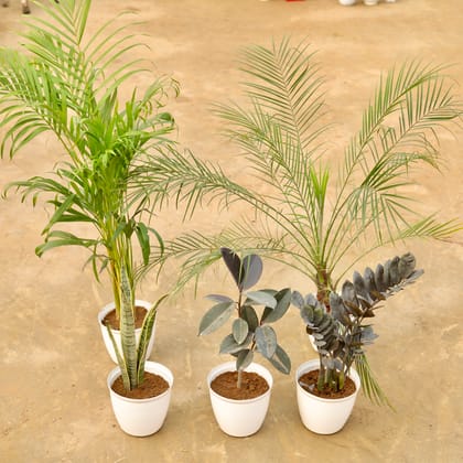 Buy Set of 5 - Areca (~ 2.5 Ft), Phoenix Palm (~ 2.5 Ft), Snake Yellow(~ 1 FT), Zz Black (~ 1.5 Ft) & Rubber (~ 1 Ft) in 08 Inch White Marble Premium Milo Round Plastic Pot Online | Urvann.com