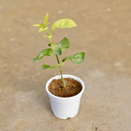 Buy Mosambi / Sweet Lemon in 4 Inch White Nursery Pot Online | Urvann.com