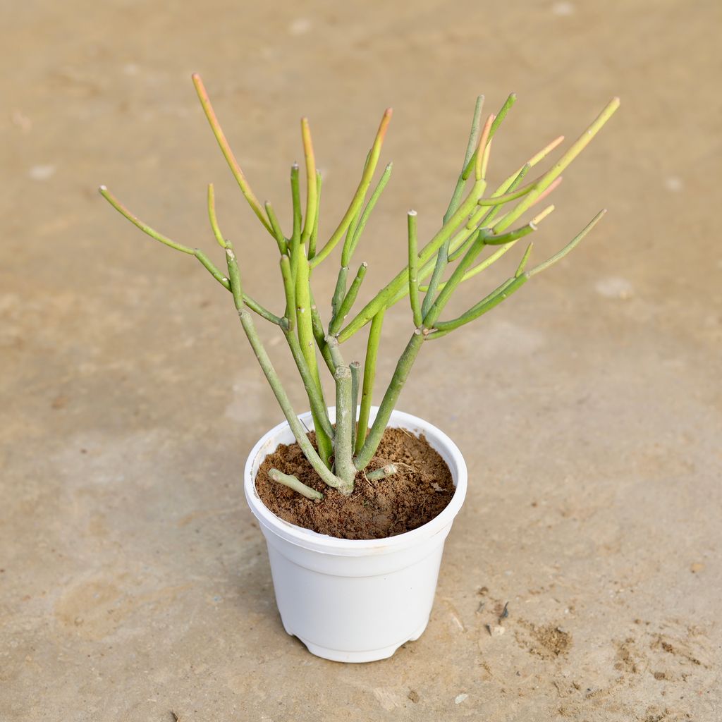Buy Pencil Cactus in 4 Inch White Nursery Pot Online | Urvann.com Pencil Cactus in 4 Inch White Nursery Pot