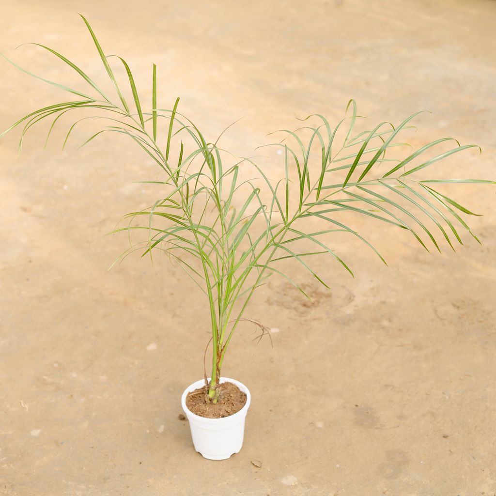 Buy Phoenix Palm (~ 1.5 Ft) in 4 Inch White Nursery Pot Online | Urvann.com Phoenix Palm (~ 1.5 Ft) in 4 Inch White Nursery Pot