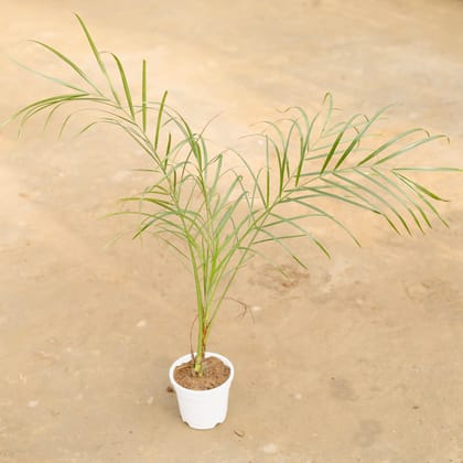 Buy Phoenix Palm (~ 1.5 Ft) in 4 Inch White Nursery Pot Online | Urvann.com