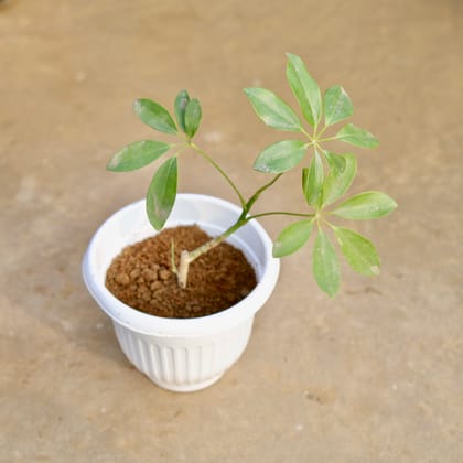 Buy Schefflera Green in 8 Inch White Olive Plastic Pot Online | Urvann.com