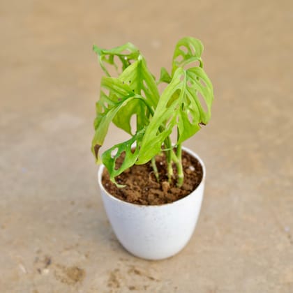Buy Monstera Broken Heart in 6 Inch White Marble Premium Orchid Square Plastic Pot Online | Urvann.com