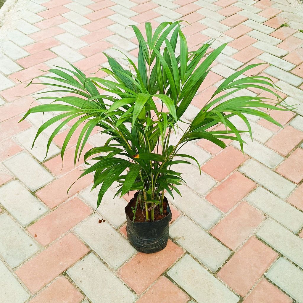 Areca Palm Dwarf (~2 Ft) in 6 Inch Nursery Bag