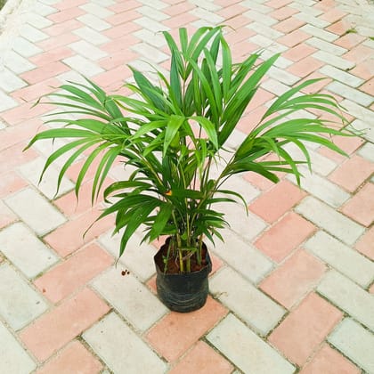 Areca Palm Dwarf (~2 Ft) in 6 Inch Nursery Bag