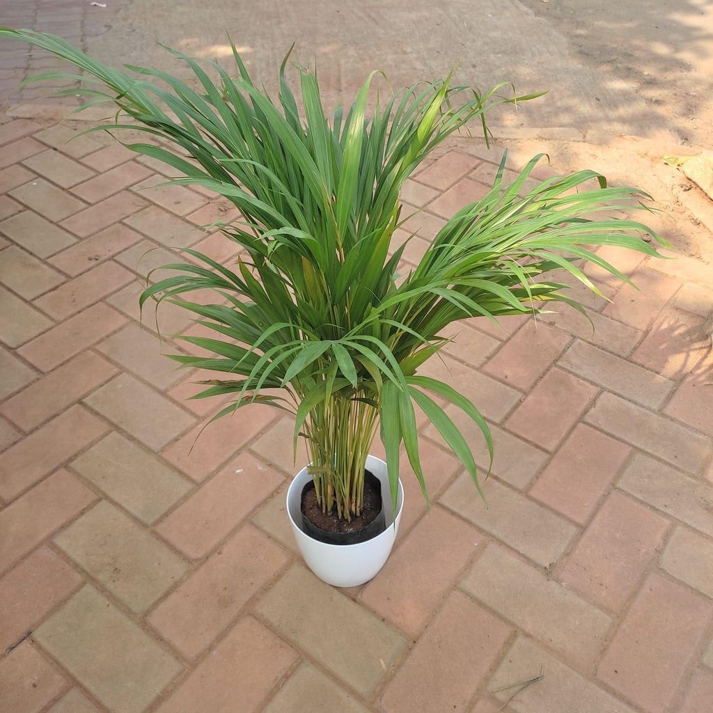 Buy Areca Palm in 7 Inch White Elegant Plastic Pot Online | Urvann.com Areca Palm (~3 feet) in 7 Inch Premium Sphere Plastic Pot (any colour)