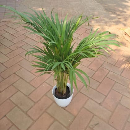 Buy Areca Palm in 7 Inch White Elegant Plastic Pot Online | Urvann.com